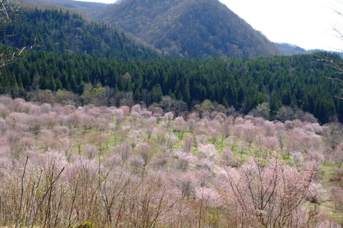 春遅い猪苗代と裏磐梯の桜を巡り、喜多方の酒蔵を訪ねる酒旅
