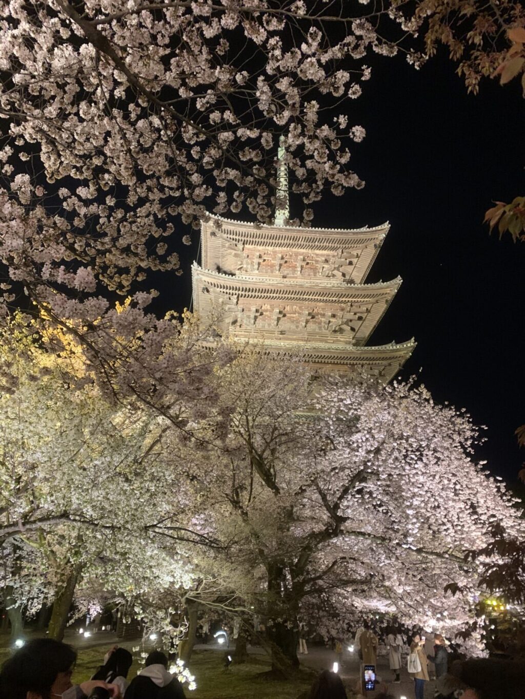 京都のあでやかな桜とモダンな奈良酒を楽しんだ酒旅！