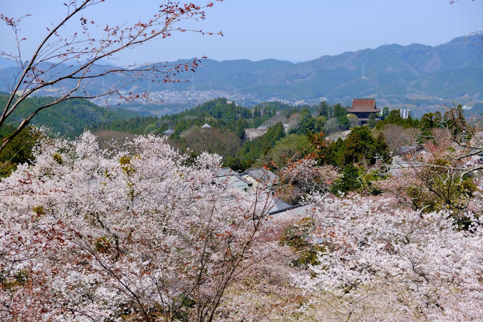 吉野山の雄大な桜景色、日本人ならば一度は見に行きたい！
