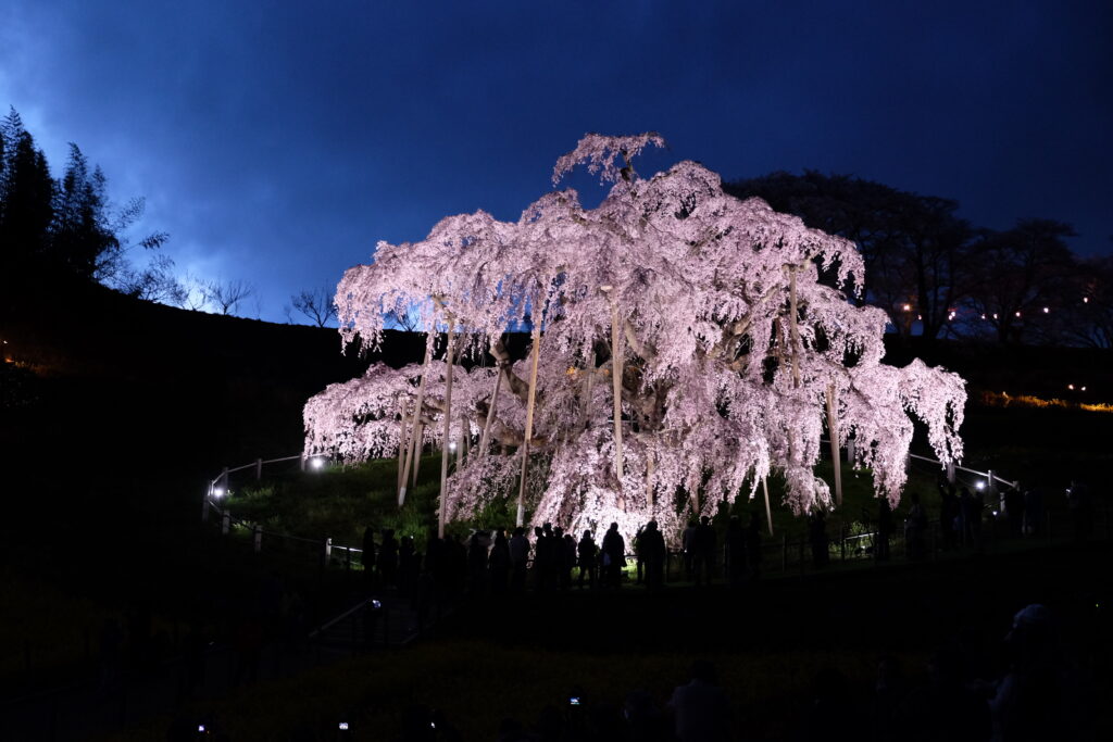 あぶくまの名桜と名酒めぐりの大人旅は桃源郷のここち！